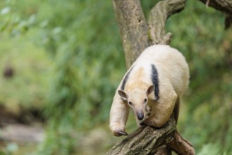 A southern tamandua (Tamandua tetradactyla), walks on a branch of a tree in a forest