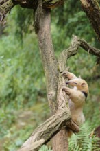 A southern tamandua (Tamandua tetradactyla), climbs up a tree in a forest