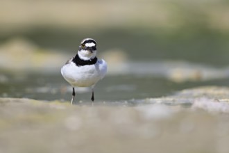 Little Ringed Plover (Charadrius dubius), standing in silt, Aue nature reserve, Reussegg, Sins,