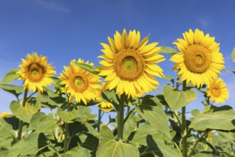 Sunflowers (Helianthus annuus) in bloom in a sunflower field, Hirschstein, Saxony, Germany, Europe