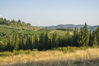 Tuscan landscape, country estate with vineyards, forests, olive trees and cypresses in Chianti,