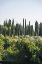 Tuscan landscape, country estate with, olive trees and cypresses in Chianti, Chianti Region,