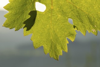 Grape leafes against the sunlight in Chianti, Chianti Region, Tuscany, Italy, Europe