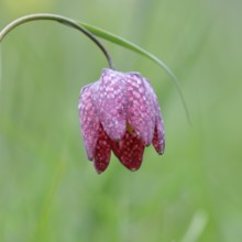 Snake's Head Fritillary (Fritillaria meleagris), single flower in a meadow, close-up,