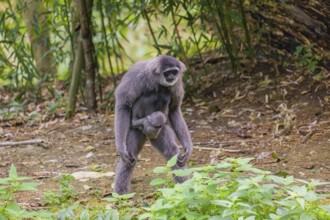 A female silver gibbon (Hylobates moloch) or Java gibbon walks across the forest floor with her