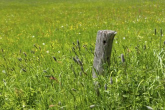 Old wooden fence pillar in the mountain meadows in the Eastern Ore Mountains, on the Geisingberg in