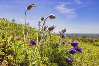 Close up at flowering Pasque flower (Pulsatilla vulgaris) flowers on a meadow in early spring,