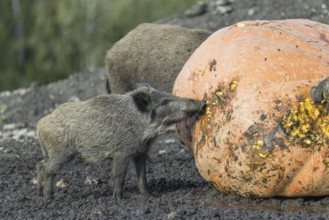 A herd of wild boar (Sus scrofa) stands in a clearing and eats a giant pumpkin