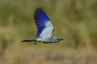 European Roller (Coracias garrulus), in flight, Danube Delta, Romania, Europe