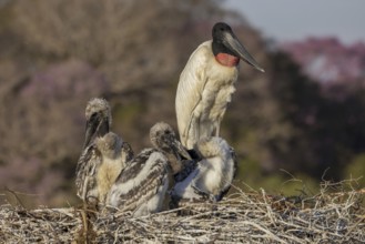 Jabiru (Jabiru mycteria), nest, adult bird with 3 young birds, Pantanal, Brazil, South America