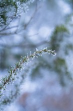 Close-up of a snowy branch in focus, blurred winter background, Gechingen, district of Calw, Black