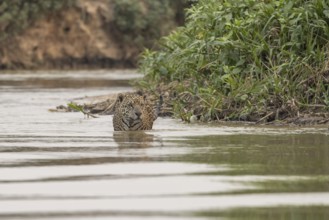 Jaguar (Panthera onca) in the water, Pantanal, Brazil, South America