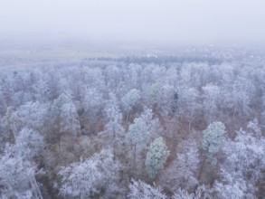 Misty view over a frost-covered forest stretching to the horizon, Gechingen, district of Calw,