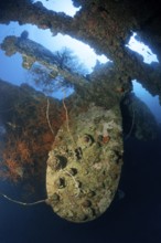 Propeller, propeller backlit by the sun, overgrown with spiny oyster (Spondylus varius), British