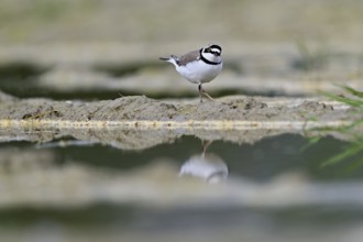 Little Ringed Plover (Charadrius dubius), standing in silt, Aue nature reserve, Reussegg, Sins,