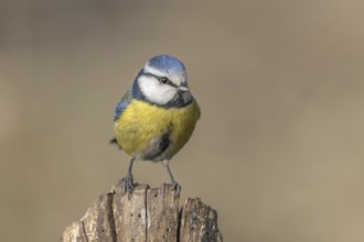 A blue tit bird (Cyanistes caeruleus) is sitting on a wooden post. The bird seems to be looking at