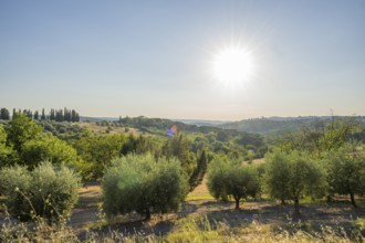 Olive trees grwoing in the tuscan landscape, Chianti Region, Tuscany, Italy, Europe