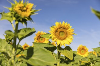 Sunflowers (Helianthus annuus) in bloom in a sunflower field, Hirschstein, Saxony, Germany, Europe