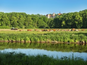 Landscape along the river Saale in the Saale valley near Naumburg, cattle grazing on pasture in