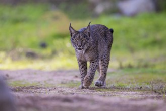 Lynx pardinus, male, from the front, Sierra de Andujar, Andalusia, Spain, Europe