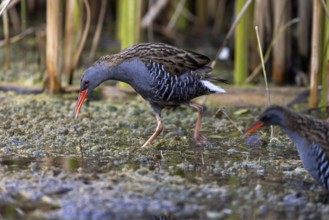 Water rail (Rallus aquaticus), courtship display, Danube Delta, Romania, Europe