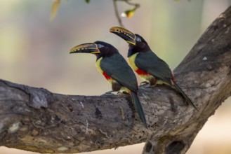 Brown-eared Aracari (Pteroglossus castanotis), 2 birds, Pantanal, Brazil, South America