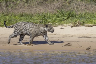 Jaguar (Panthera onca) running across a sandy beach, Pantanal, Brazil, South America