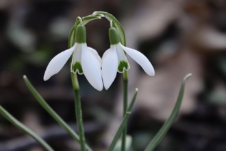 Snowdrops (Galanthus), February, Germany, Europe