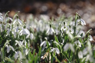 Snowdrops (Galanthus), February, Germany, Europe