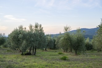 Olive trees growing in the tuscan landscape at sunset, Chianti Region, Tuscany, Italy, Europe