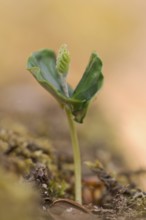 European beech (Fagus sylvatica), beech seedling in spring, Oberhausen, Ruhr area, North