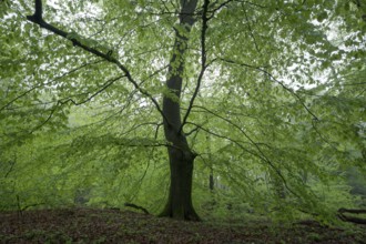 European beech (Fagus sylvatica), beech forest in spring, single tree with fresh beech leaves,