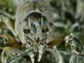 Frontal close-up of a crayfish (Faxonius limosus), American crayfish, invasive species, in the