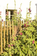 Flowering hollyhocks (Alcea) on a fence on the Anger in Naundorf, Radebeul, Saxony, Germany, Europe