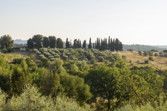 Tuscan landscape, country estate with, olive trees and cypresses in Chianti, Chianti Region,