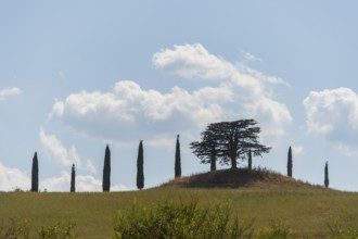 Cypress trees standing on top of a hill, Unesco world heritage site Crete Senesi, Italy, Europe