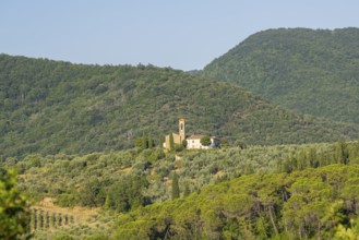 Tuscan landscape, country estate with vineyards, forests, olive trees and cypresses in Chianti,