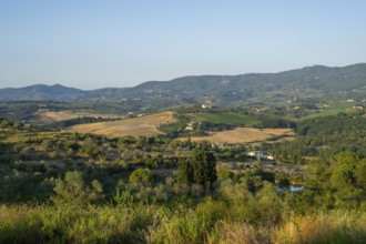 Tuscan landscape, country estate with vineyards, forests, olive trees and cypresses in Chianti,