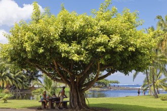 People, indigenous, picnic, rubber tree (Ficus), behind river Taharu'u, Pacific Ocean, sea, Taharuu