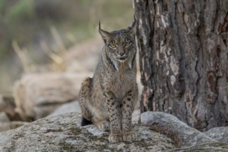 Lynx pardinus, male, sitting on a stone, Sierra de Andujar, Andalusia, Spain, Europe