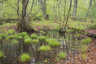 Beech forest in spring, pond in the forest, Oberhausen, Ruhr area, North Rhine-Westphalia, Germany,