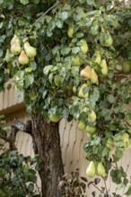 Pear tree on house wall, ripe pears (Pyrus), espalier fruit, historic old town, Michelstadt,