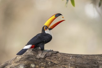 Giant toucan (Ramphastos toco), throws up food, Pantanal, Brazil, South America