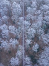 Path through a wintry forest, taken from above, with snow-covered trees, Gechingen, district of