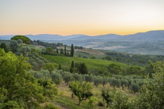 Tuscan landscape at sunrise, country estate with vineyards, forests, olive trees and cypresses in