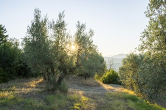 Olive trees growing in the tuscan landscape at sunrise, Chianti Region, Tuscany, Italy, Europe