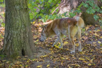 One New Guinea singing dog or New Guinea Highland dog (Canis hallstromi) (Canis dingo hallstromi,