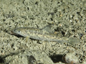 A gudgeon (Gobio gobio) lying on a sandy bottom, dive site Zollbrücke, Rheinau, Canton Zurich,