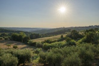 Tuscan landscape, country estate with, olive trees and forests in Chianti, Chianti Region, Tuscany,