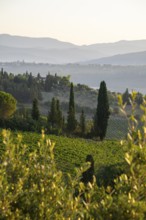 Tuscan landscape at sunrise, country estate with vineyards, forests, olive trees and cypresses in